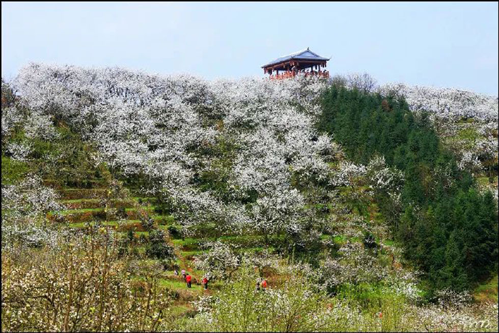 【春天，广西桂林灌阳县向您发出邀请！】我们在灌阳看梨花 - 游山玩水 - 鹰潭生活社区 - 鹰潭28生活网 yingtan.28life.net