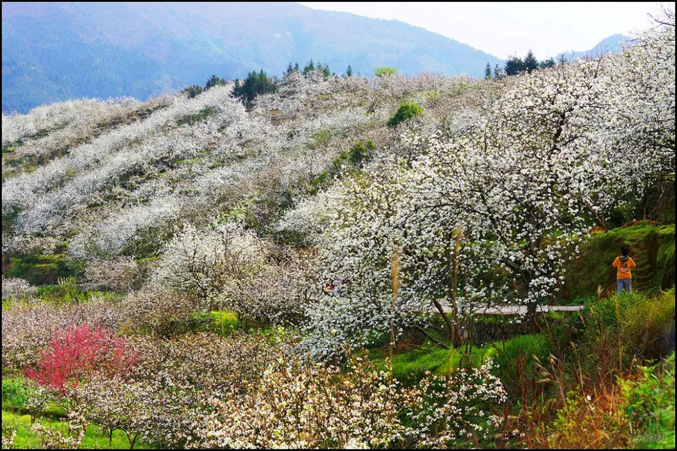 【春天，广西桂林灌阳县向您发出邀请！】我们在灌阳看梨花 - 游山玩水 - 鹰潭生活社区 - 鹰潭28生活网 yingtan.28life.net