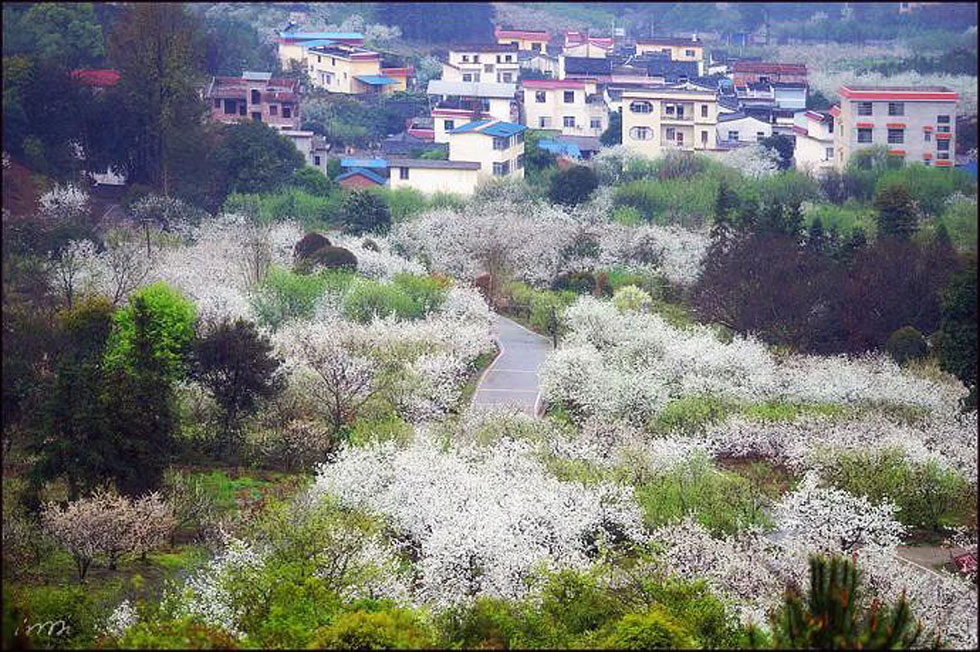 【春天，广西桂林灌阳县向您发出邀请！】我们在灌阳看梨花 - 游山玩水 - 鹰潭生活社区 - 鹰潭28生活网 yingtan.28life.net