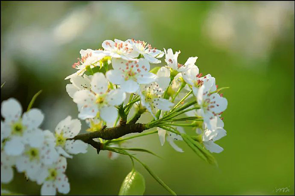 【春天，广西桂林灌阳县向您发出邀请！】我们在灌阳看梨花 - 游山玩水 - 鹰潭生活社区 - 鹰潭28生活网 yingtan.28life.net
