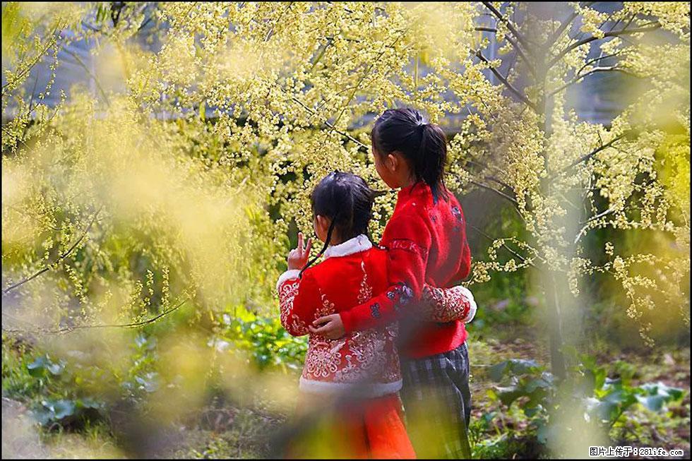 【春天，广西桂林灌阳县向您发出邀请！】米珠山前有片山苍子花在飘香 - 游山玩水 - 鹰潭生活社区 - 鹰潭28生活网 yingtan.28life.net