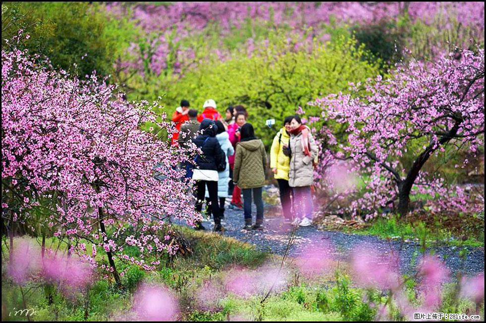 【春天，广西桂林灌阳县向您发出邀请！】官庄村有个醉美的桃花园 - 游山玩水 - 鹰潭生活社区 - 鹰潭28生活网 yingtan.28life.net