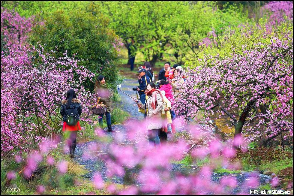 【春天，广西桂林灌阳县向您发出邀请！】官庄村有个醉美的桃花园 - 游山玩水 - 鹰潭生活社区 - 鹰潭28生活网 yingtan.28life.net