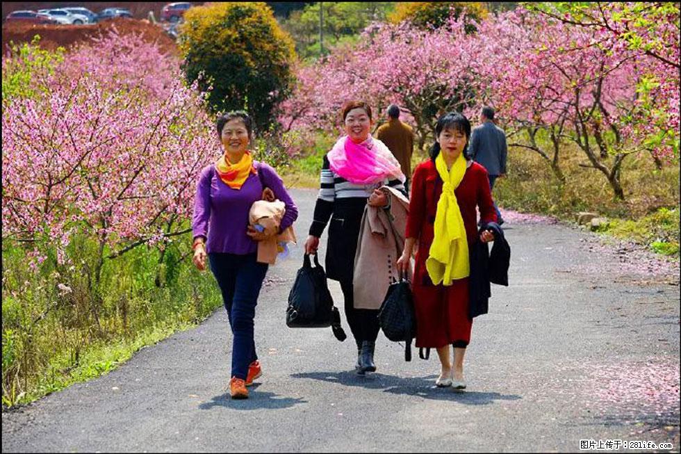 【春天，广西桂林灌阳县向您发出邀请！】官庄村有个醉美的桃花园 - 游山玩水 - 鹰潭生活社区 - 鹰潭28生活网 yingtan.28life.net