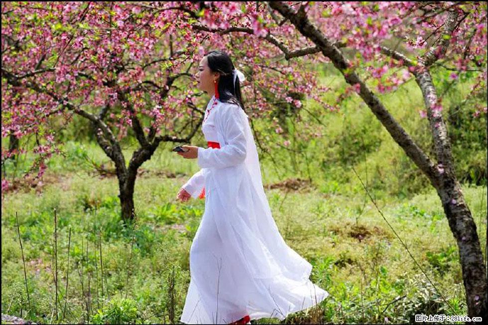 【春天，广西桂林灌阳县向您发出邀请！】官庄村有个醉美的桃花园 - 游山玩水 - 鹰潭生活社区 - 鹰潭28生活网 yingtan.28life.net