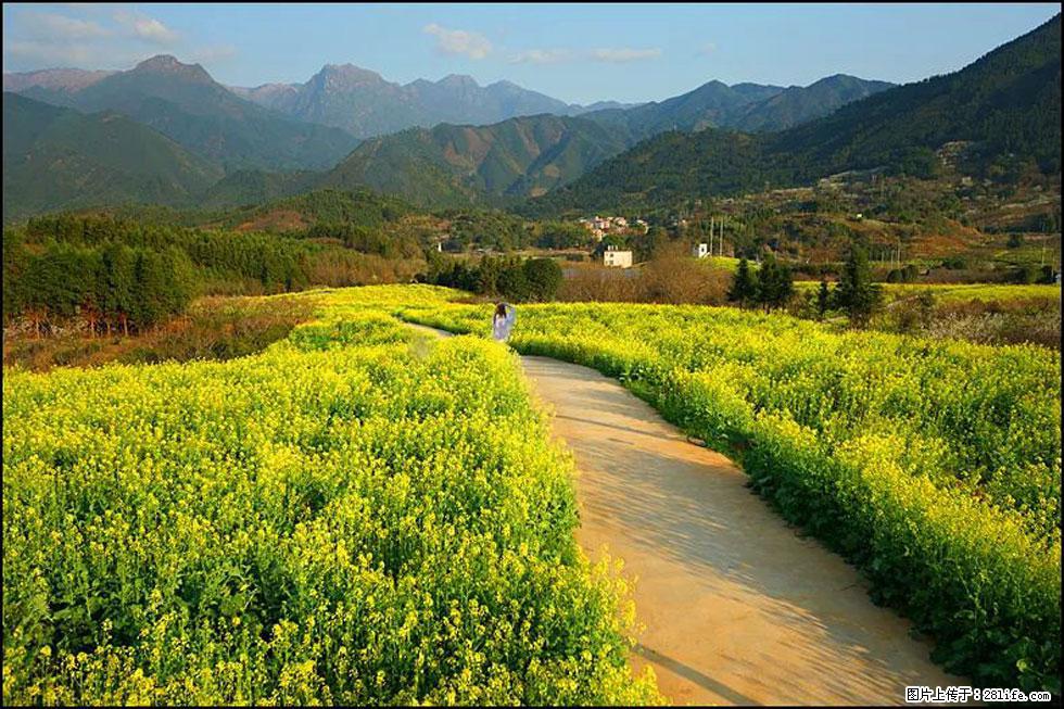 【春天，广西桂林灌阳县向您发出邀请！】长坪村油菜盛情花开 - 游山玩水 - 鹰潭生活社区 - 鹰潭28生活网 yingtan.28life.net