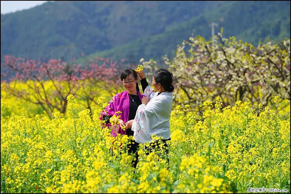 【春天，广西桂林灌阳县向您发出邀请！】长坪村油菜盛情花开 - 游山玩水 - 鹰潭生活社区 - 鹰潭28生活网 yingtan.28life.net