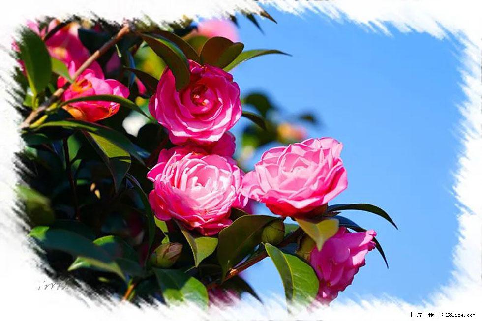 【春天，广西桂林灌阳县向您发出邀请！】杨柳井茶花惹人爱 - 游山玩水 - 鹰潭生活社区 - 鹰潭28生活网 yingtan.28life.net