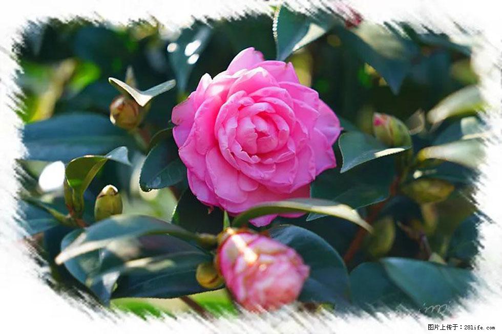 【春天，广西桂林灌阳县向您发出邀请！】杨柳井茶花惹人爱 - 游山玩水 - 鹰潭生活社区 - 鹰潭28生活网 yingtan.28life.net