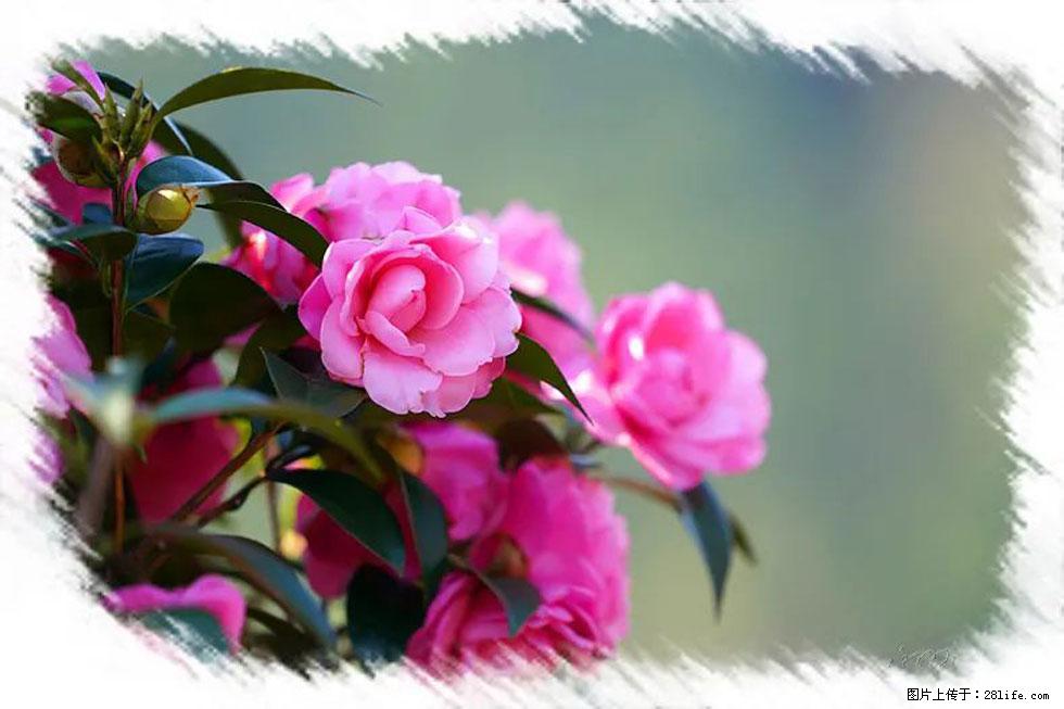 【春天，广西桂林灌阳县向您发出邀请！】杨柳井茶花惹人爱 - 游山玩水 - 鹰潭生活社区 - 鹰潭28生活网 yingtan.28life.net