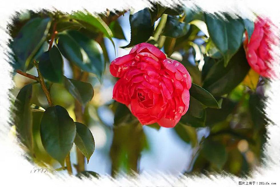 【春天，广西桂林灌阳县向您发出邀请！】杨柳井茶花惹人爱 - 游山玩水 - 鹰潭生活社区 - 鹰潭28生活网 yingtan.28life.net