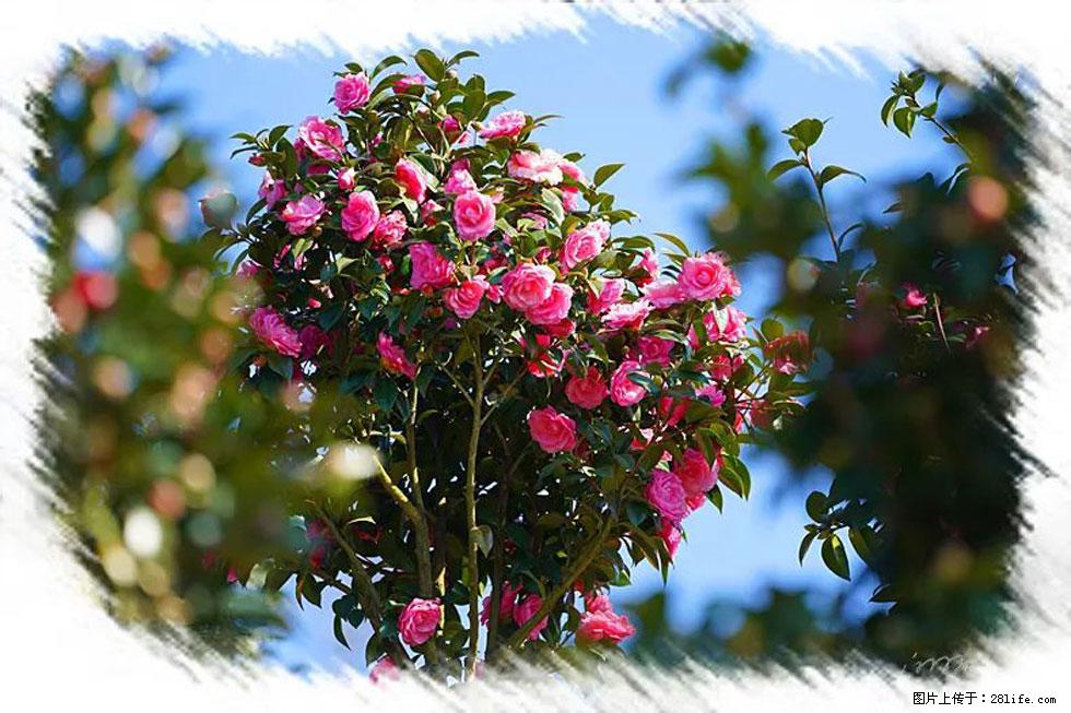 【春天，广西桂林灌阳县向您发出邀请！】杨柳井茶花惹人爱 - 游山玩水 - 鹰潭生活社区 - 鹰潭28生活网 yingtan.28life.net
