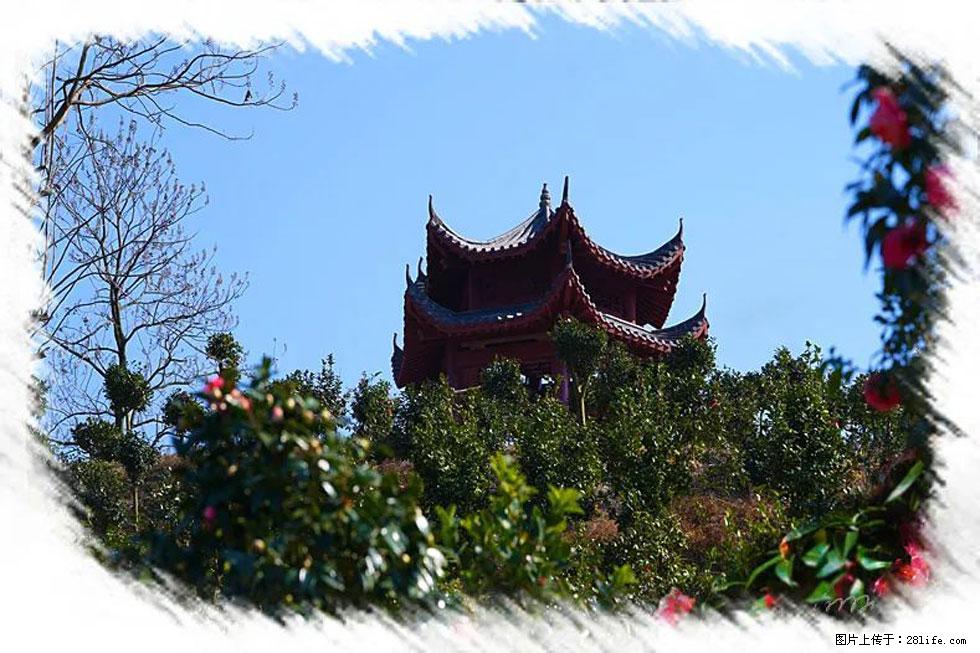 【春天，广西桂林灌阳县向您发出邀请！】杨柳井茶花惹人爱 - 游山玩水 - 鹰潭生活社区 - 鹰潭28生活网 yingtan.28life.net