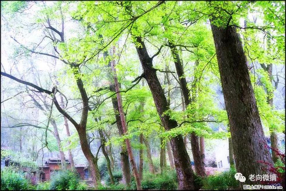 【春天，广西桂林灌阳县向您发出邀请！】在小龙村与春天约会 - 游山玩水 - 鹰潭生活社区 - 鹰潭28生活网 yingtan.28life.net