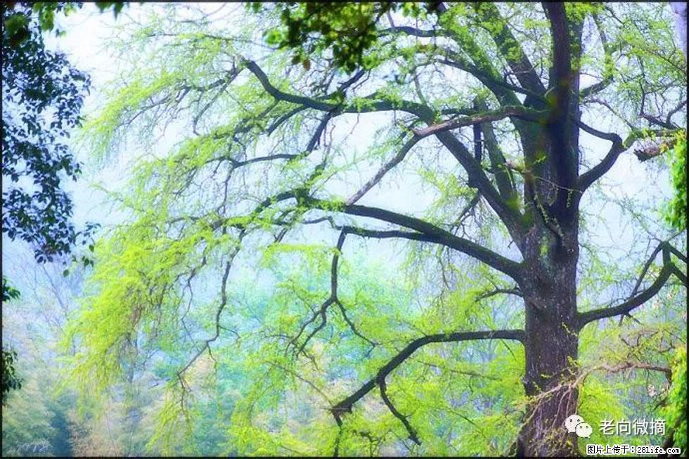 【春天，广西桂林灌阳县向您发出邀请！】在小龙村与春天约会 - 游山玩水 - 鹰潭生活社区 - 鹰潭28生活网 yingtan.28life.net