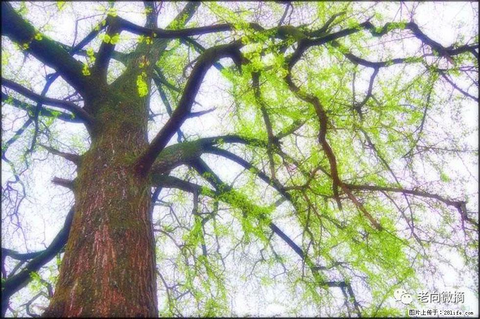 【春天，广西桂林灌阳县向您发出邀请！】在小龙村与春天约会 - 游山玩水 - 鹰潭生活社区 - 鹰潭28生活网 yingtan.28life.net