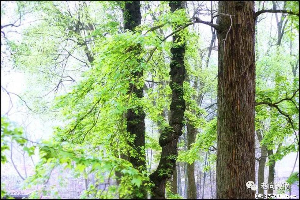 【春天，广西桂林灌阳县向您发出邀请！】在小龙村与春天约会 - 游山玩水 - 鹰潭生活社区 - 鹰潭28生活网 yingtan.28life.net