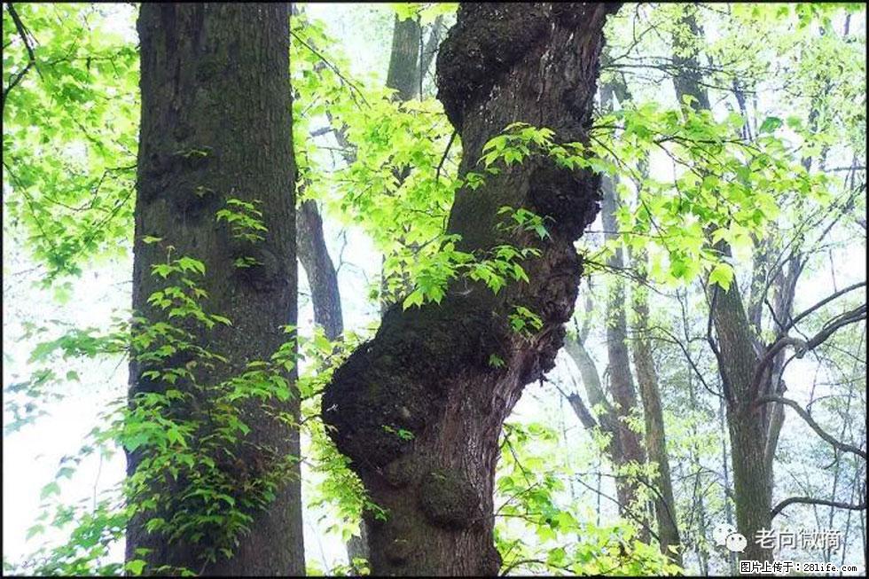 【春天，广西桂林灌阳县向您发出邀请！】在小龙村与春天约会 - 游山玩水 - 鹰潭生活社区 - 鹰潭28生活网 yingtan.28life.net