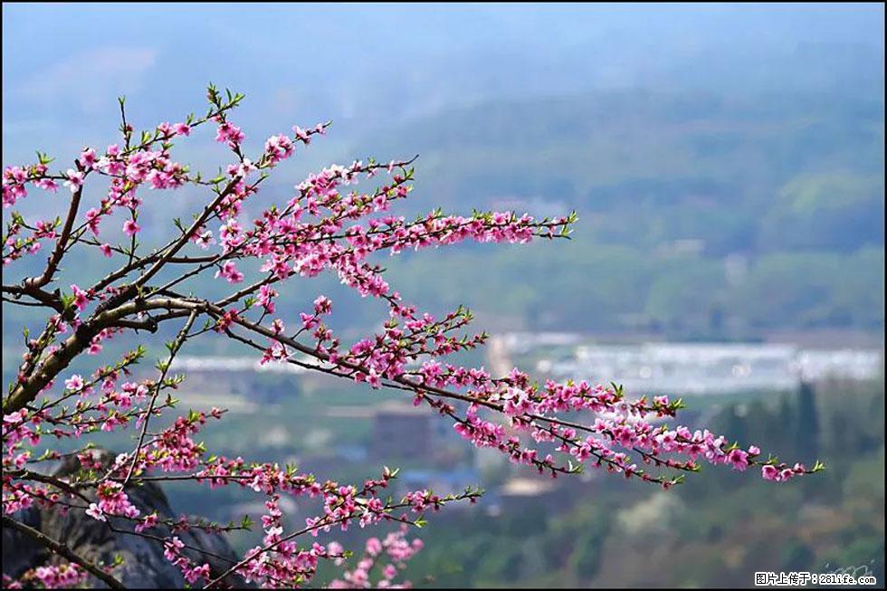 【春天，广西桂林灌阳县向您发出邀请！】望月岭上桃花开 - 游山玩水 - 鹰潭生活社区 - 鹰潭28生活网 yingtan.28life.net