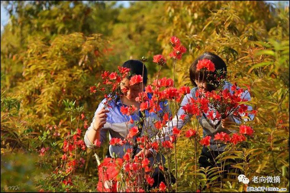 【春天，广西桂林灌阳县向您发出邀请！】登麒麟山，相约映山红 - 游山玩水 - 鹰潭生活社区 - 鹰潭28生活网 yingtan.28life.net