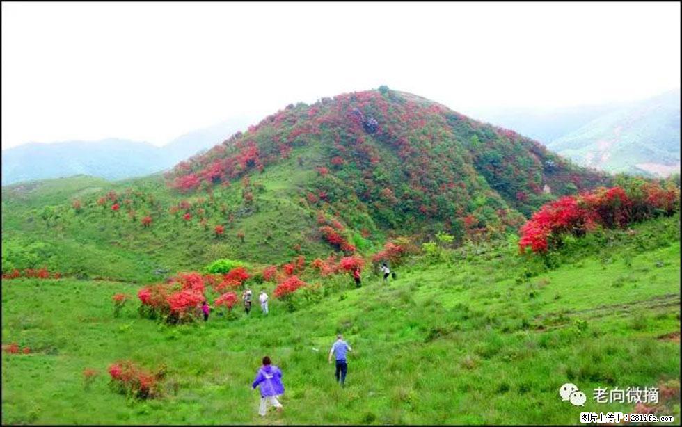 【春天，广西桂林灌阳县向您发出邀请！】宝盖山上映山红 - 游山玩水 - 鹰潭生活社区 - 鹰潭28生活网 yingtan.28life.net