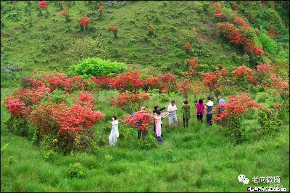 【春天，广西桂林灌阳县向您发出邀请！】宝盖山上映山红 - 游山玩水 - 鹰潭生活社区 - 鹰潭28生活网 yingtan.28life.net
