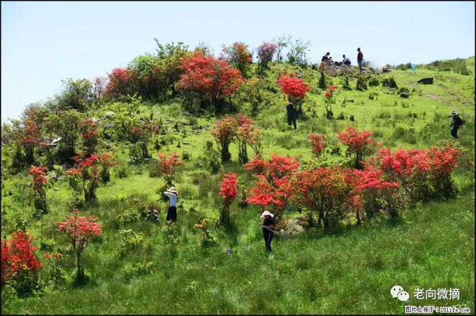 【春天，广西桂林灌阳县向您发出邀请！】宝盖山上映山红 - 游山玩水 - 鹰潭生活社区 - 鹰潭28生活网 yingtan.28life.net