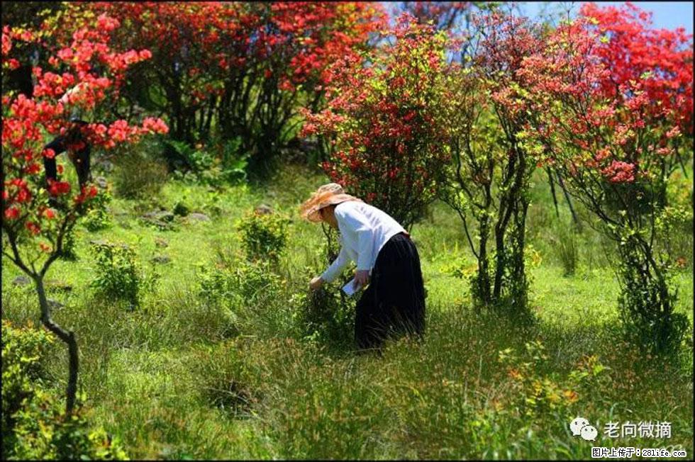 【春天，广西桂林灌阳县向您发出邀请！】宝盖山上映山红 - 游山玩水 - 鹰潭生活社区 - 鹰潭28生活网 yingtan.28life.net