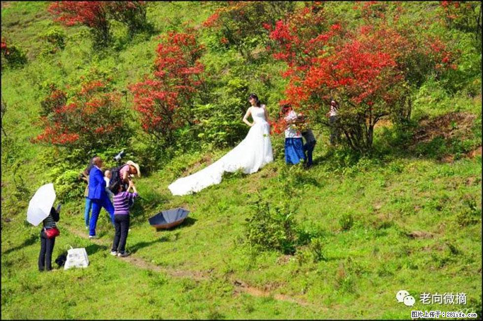 【春天，广西桂林灌阳县向您发出邀请！】宝盖山上映山红 - 游山玩水 - 鹰潭生活社区 - 鹰潭28生活网 yingtan.28life.net