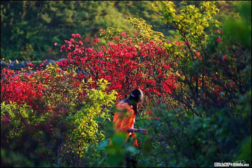 【春天,广西桂林灌阳县向您发出邀请!】春木界上映山红 - 游山玩水 - 鹰潭生活社区 - 鹰潭28生活网 yingtan.28life.net