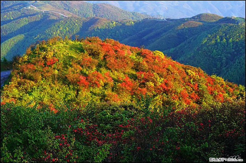【春天,广西桂林灌阳县向您发出邀请!】春木界上映山红 - 游山玩水 - 鹰潭生活社区 - 鹰潭28生活网 yingtan.28life.net