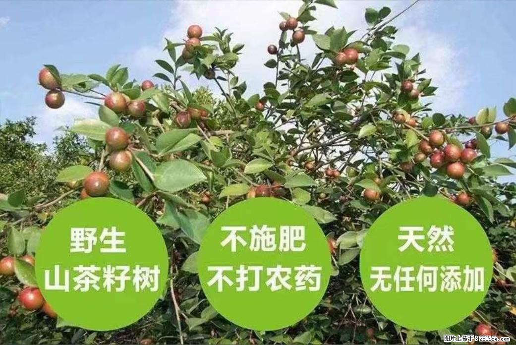 【灌阳县油茶产业示范区】一个有着充实的精神生活的人，对待身外之物自会有一种淡泊的态度 - 土特产 - 饮食特产 - 鹰潭分类信息 - 鹰潭28生活网 yingtan.28life.net
