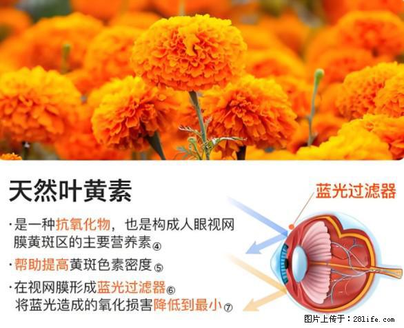 叶黄素有什么功效和作用 - 生活百科 - 鹰潭生活社区 - 鹰潭28生活网 yingtan.28life.net