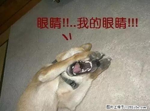 笑癫了!一女的怀孕三年未生,他终于忍不住了... - 娱乐八卦 - 鹰潭生活社区 - 鹰潭28生活网 yingtan.28life.net