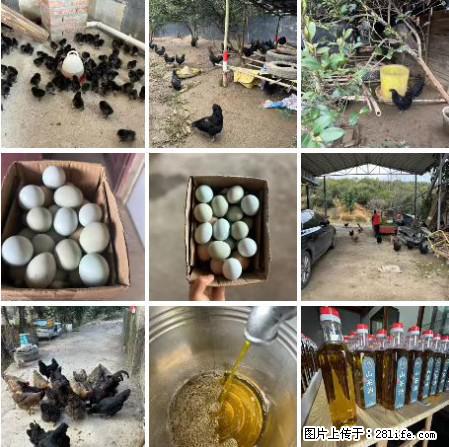 油茶园从小鸡仔开始养起的纯土鸡、土鸡蛋可以预定啦！还有前几天刚榨的纯山茶油哦 - 美食天地 - 鹰潭生活社区 - 鹰潭28生活网 yingtan.28life.net