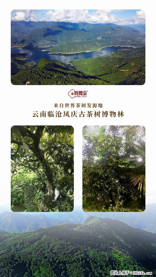 时间果百年古树2025年春红茶 - 购物交流 - 鹰潭生活社区 - 鹰潭28生活网 yingtan.28life.net