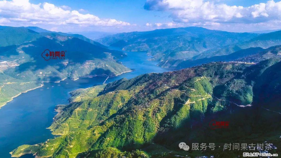 时间果百年古树龙珠普洱生茶 - 购物交流 - 鹰潭生活社区 - 鹰潭28生活网 yingtan.28life.net