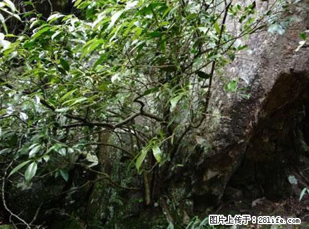 平乐石崖茶，珍贵仅次于金花茶 - 鹰潭生活资讯 - 鹰潭28生活网 yingtan.28life.net