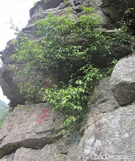 平乐石崖茶，珍贵仅次于金花茶 - 鹰潭生活资讯 - 鹰潭28生活网 yingtan.28life.net