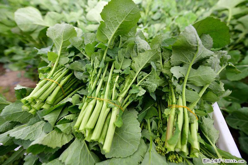 这些蔬菜是“天然钙片”，这6种被医生重点推荐 - 鹰潭生活资讯 - 鹰潭28生活网 yingtan.28life.net